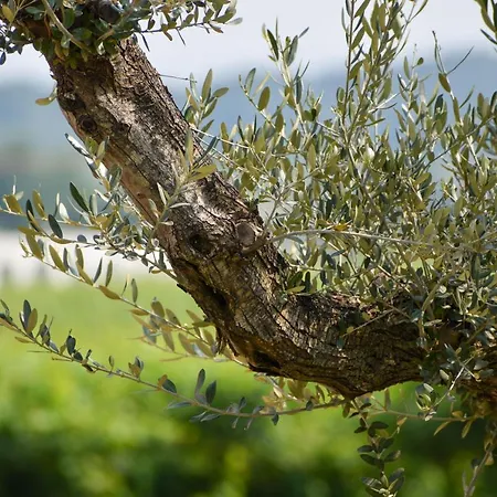 Oda ve Kahvaltı Le Giale Castelnuovo del Garda